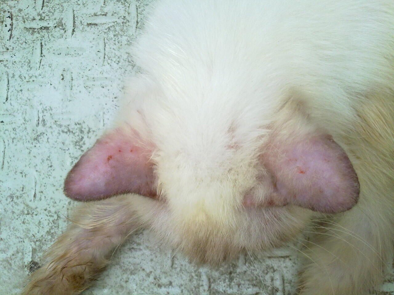 kucing borongan muraaaaaaaahhhhh..
