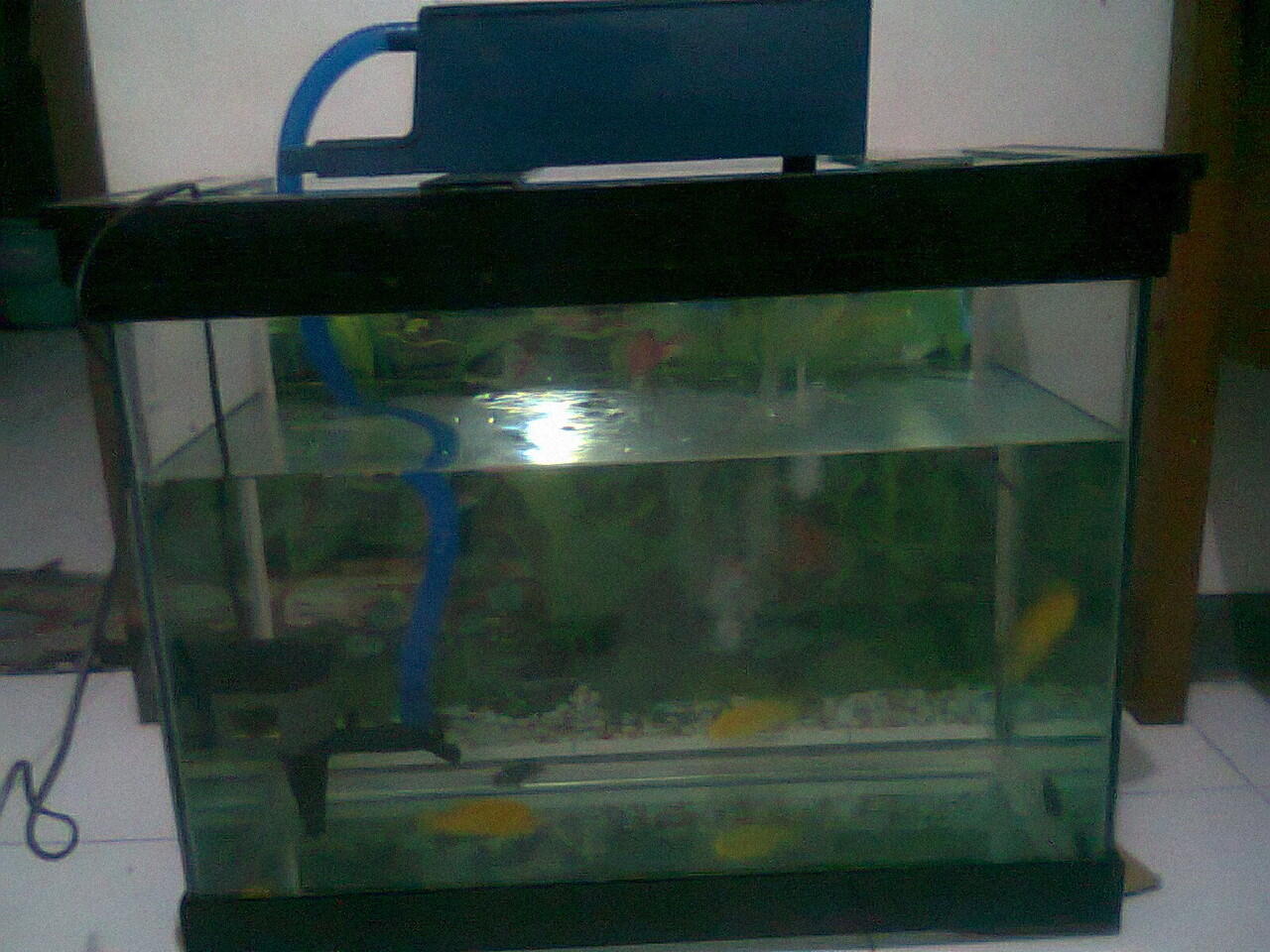 Terjual Jual Aquarium Murah Surabaya Kaskus