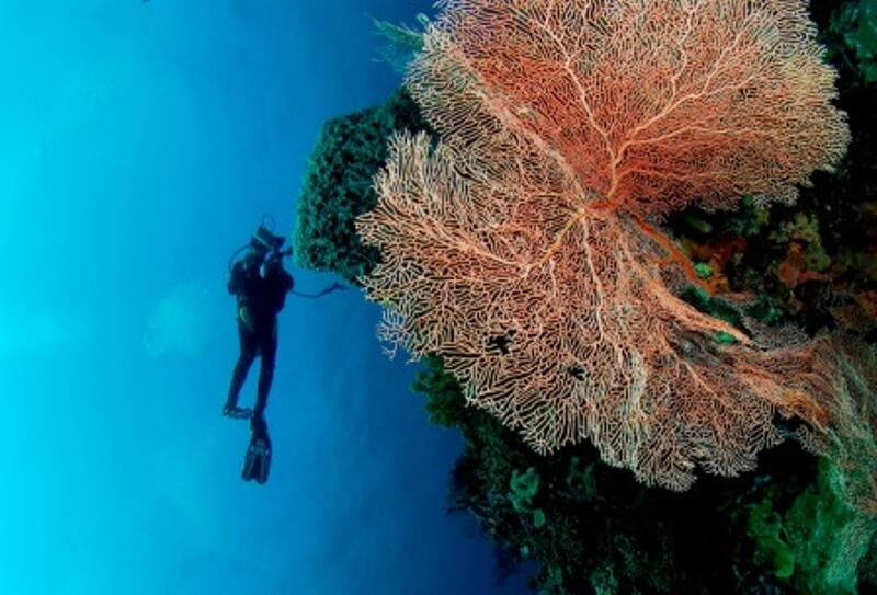 Menjelajah Pulau Wakatobi Surga Wisata bawah laut terindah di dunia