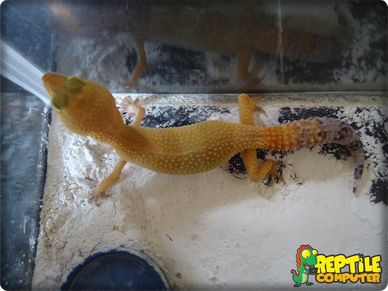 Jual Leopard Gecko SHTCTB female murah, MALANG