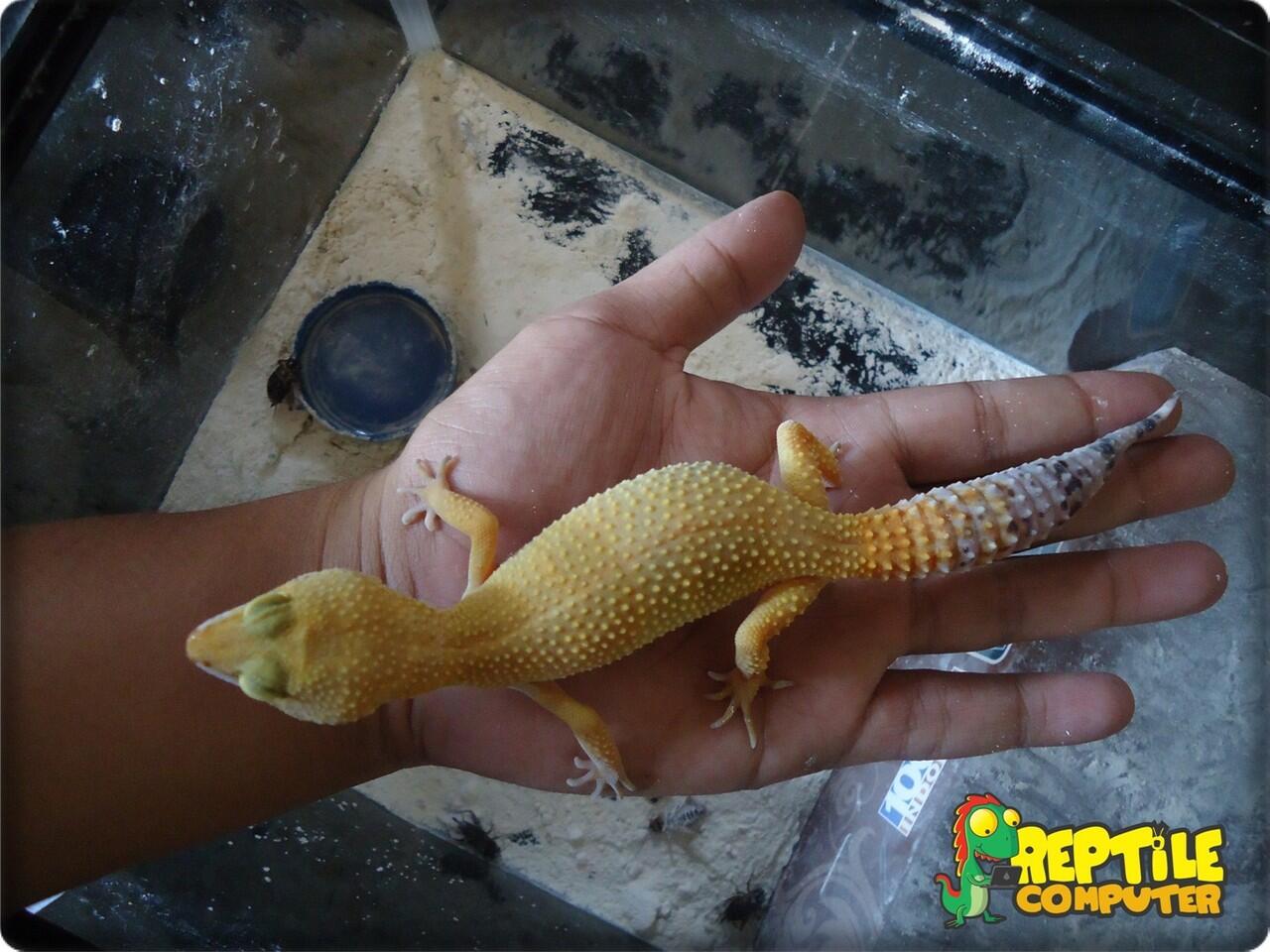 Jual Leopard Gecko SHTCTB female murah, MALANG