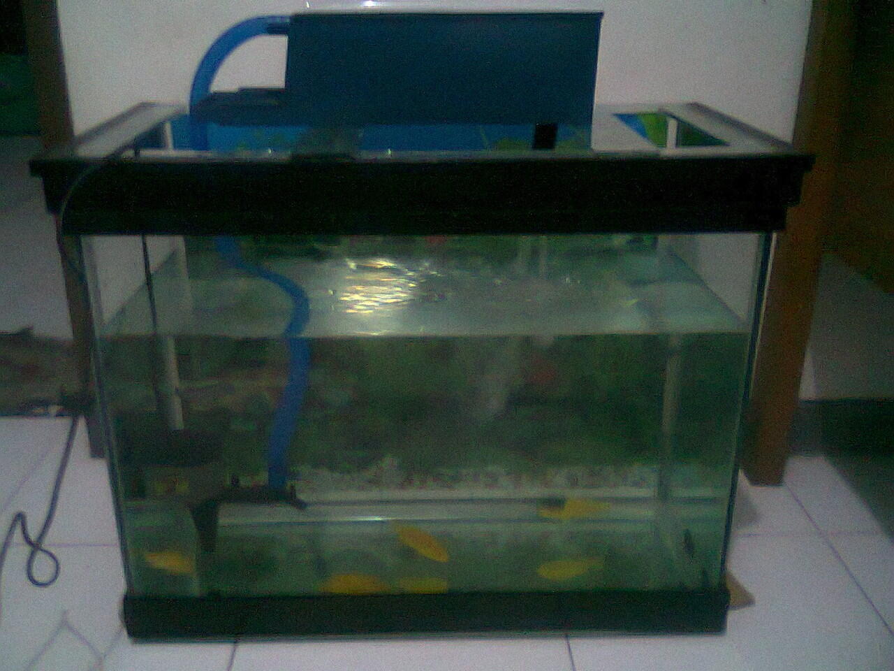 Terjual Jual Aquarium Murah Surabaya Kaskus