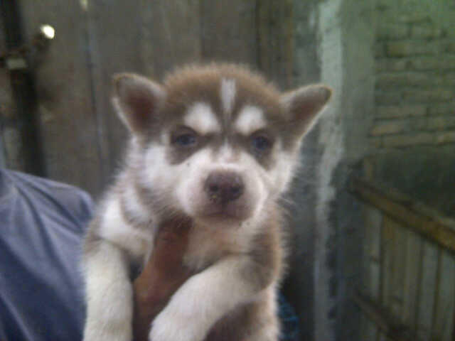 FS : Husky Puppy (semarang)