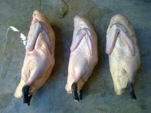 Jual bebek lokal / bebek jawa (bebek afkir, bebek sangkep dan bebek muda)