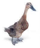 Jual bebek lokal / bebek jawa (bebek afkir, bebek sangkep dan bebek muda)