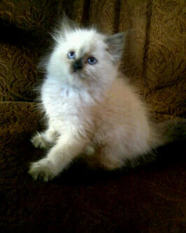 KITTEN HIMALAYAN SEAL POINT