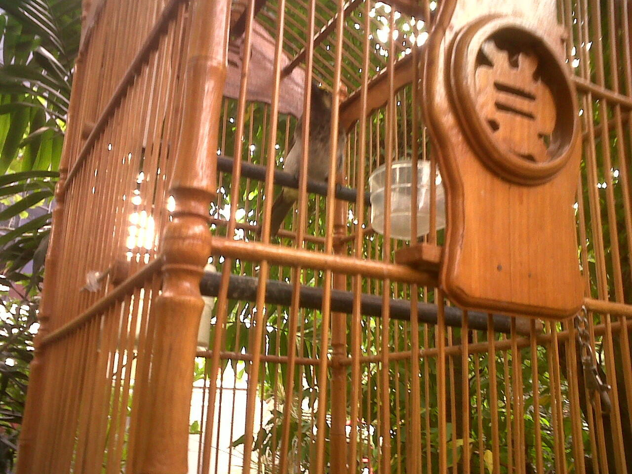 Jual Burung Cucak Wilis Gacor