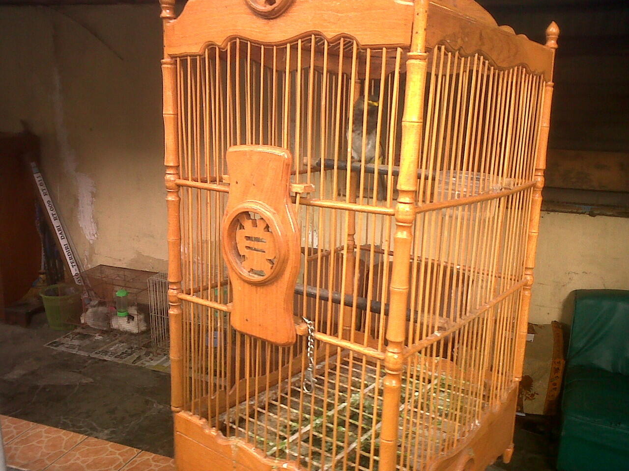 Jual Burung Cucak Wilis Gacor