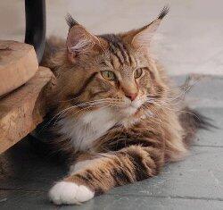 Maine Coon Lovers? Come Here!!! ^__^