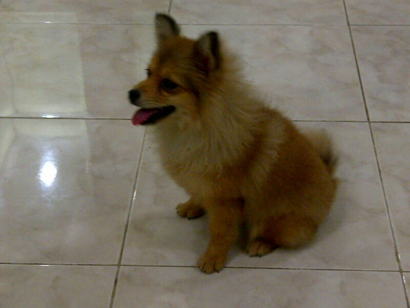 Terjual Anjing Mini Pom Kaskus