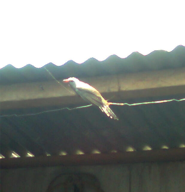 Ada burung masuk rumah namanya burung apa ya, ada yang tahu?