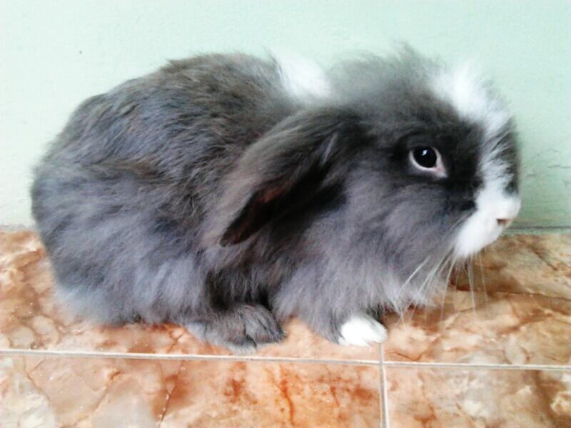 jual kelinci indukan fuzzy lop indukan rex bogor jual kelinci indukan fuzzy lop indukan rex bogor