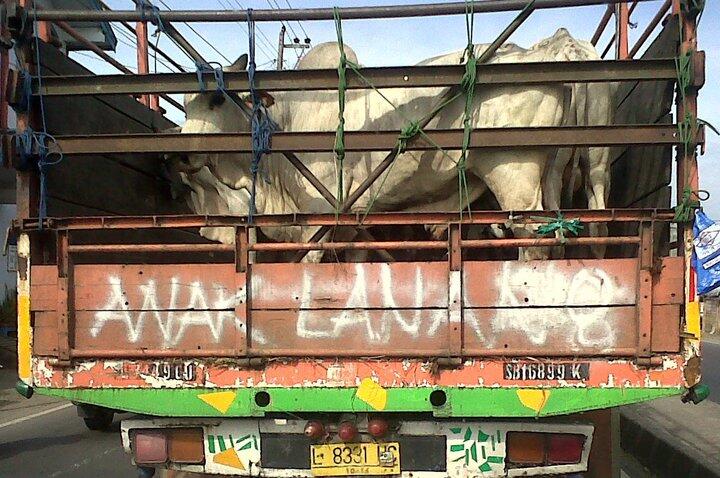 Gambar dan tulisan lucu dibelakang truk