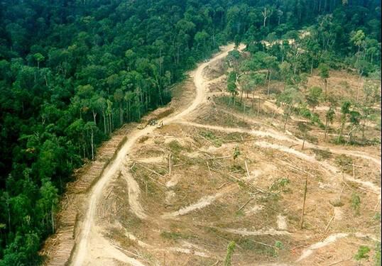 Stop Illegal Logging