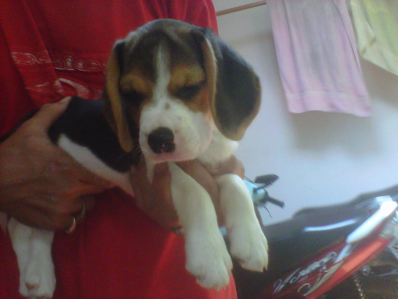 dijual cute beagle puppies (turunan champ)