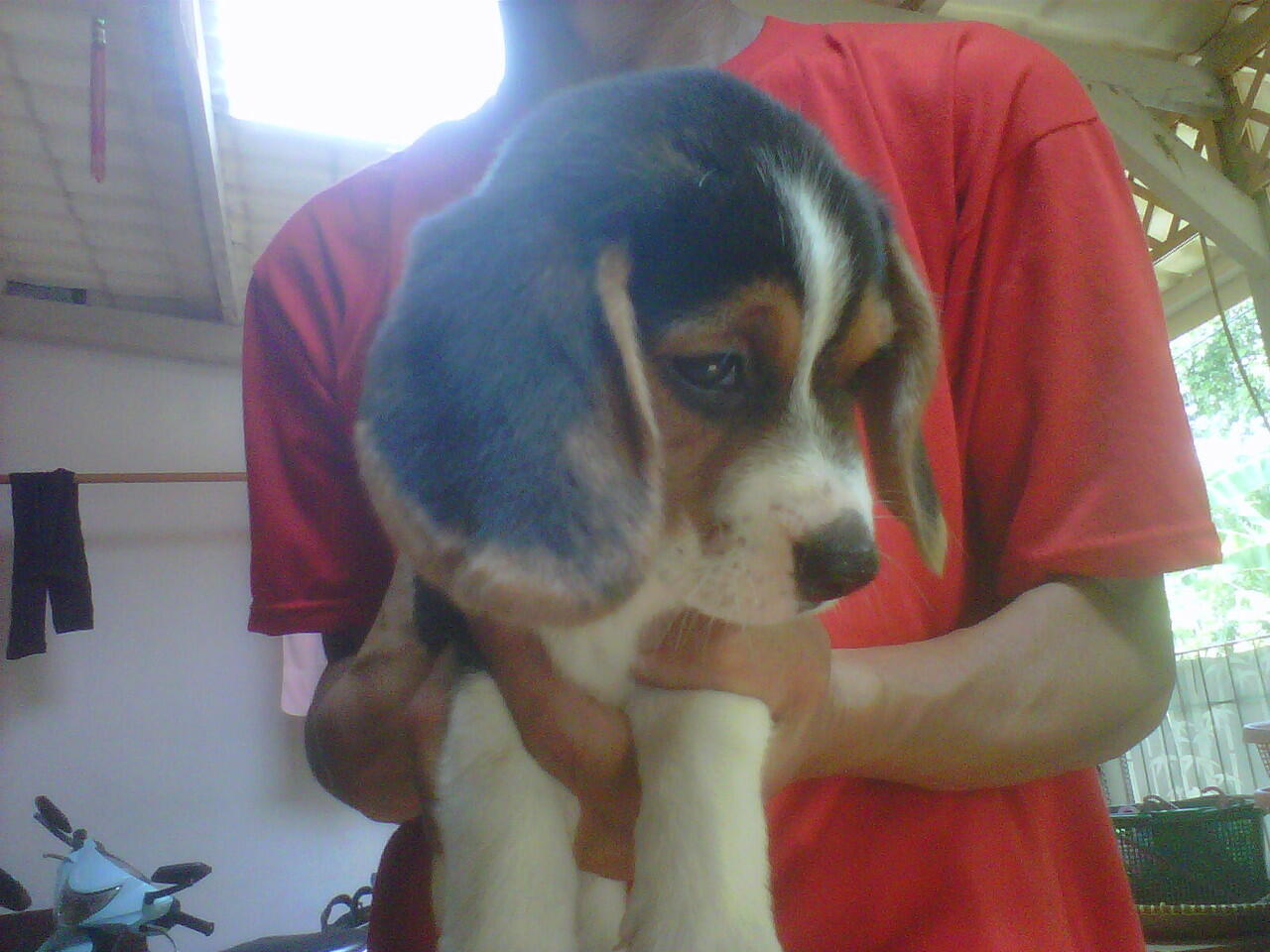 dijual cute beagle puppies (turunan champ)
