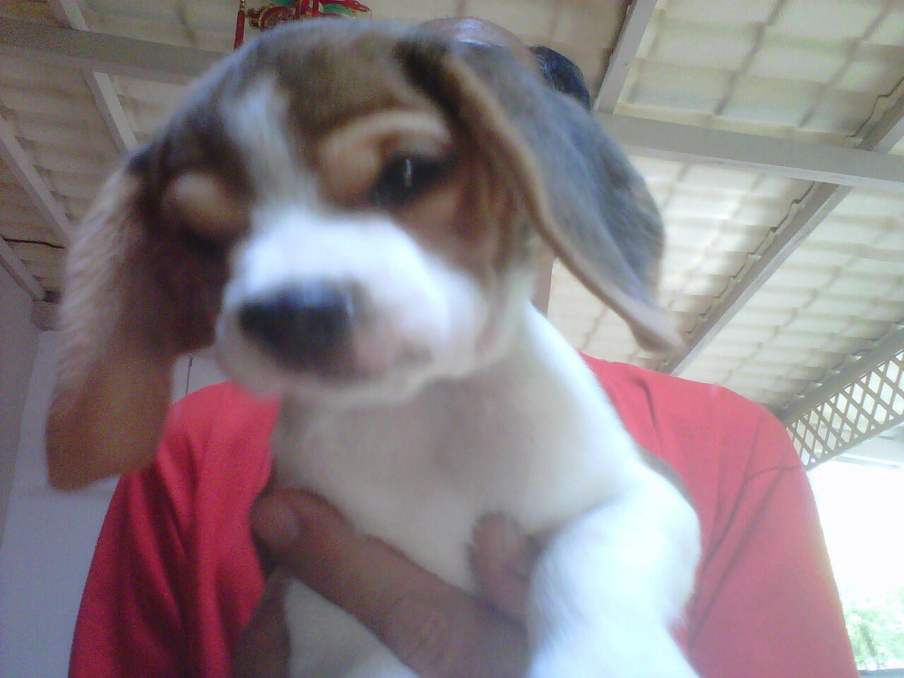 dijual cute beagle puppies (turunan champ)