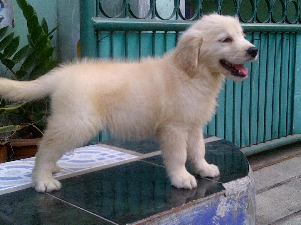 Terjual Anakan Puppy Puppies Anjing Golden Retriever Harga