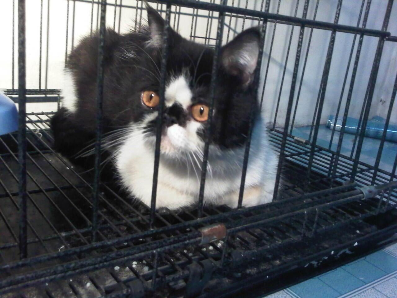 WTS borongan kucing persia peaknose+kandang bandung only 