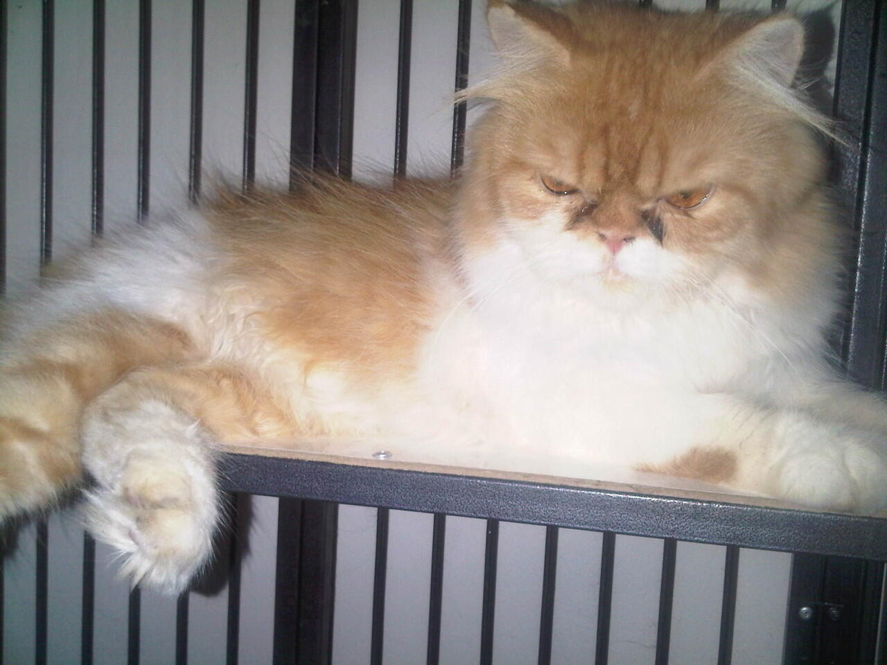 WTS borongan kucing  persia  peaknose kandang  bandung only 