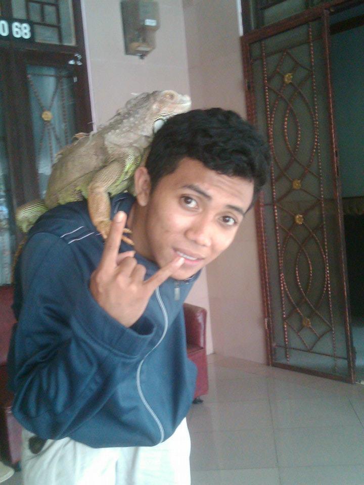 iguana di jual cepat