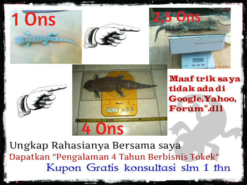 Ebook Cara Budidaya Tokek dgn Judul "Pengalaman 4 Tahun Berbisnis Tokek"