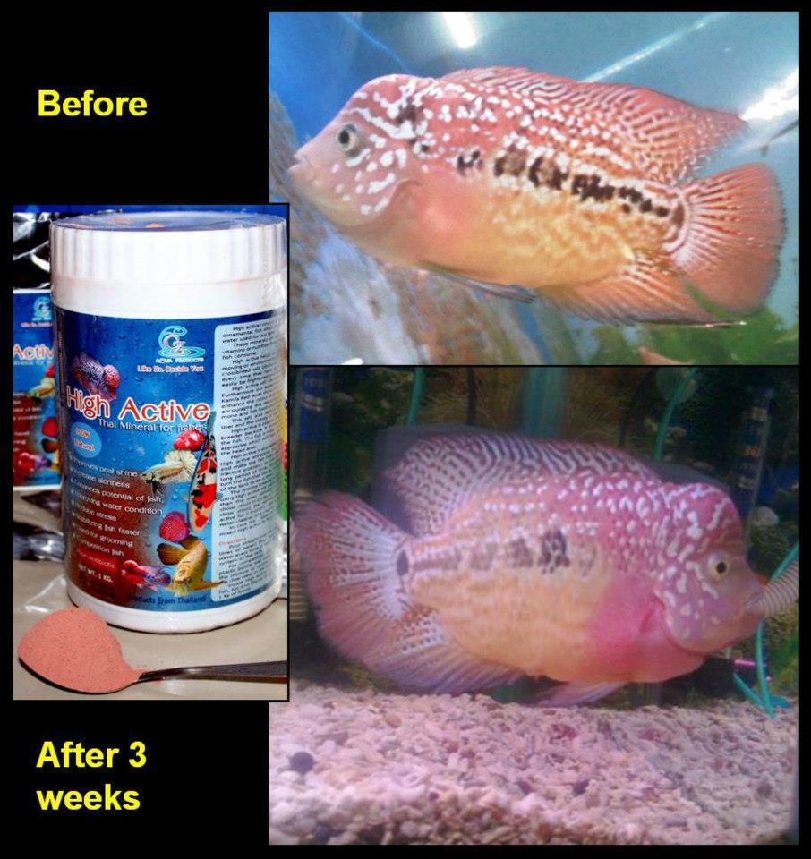 THAI MINERAL BUAT LOUHAN DAN IKAN HIAS ARWANA DAN LAIN LAIN