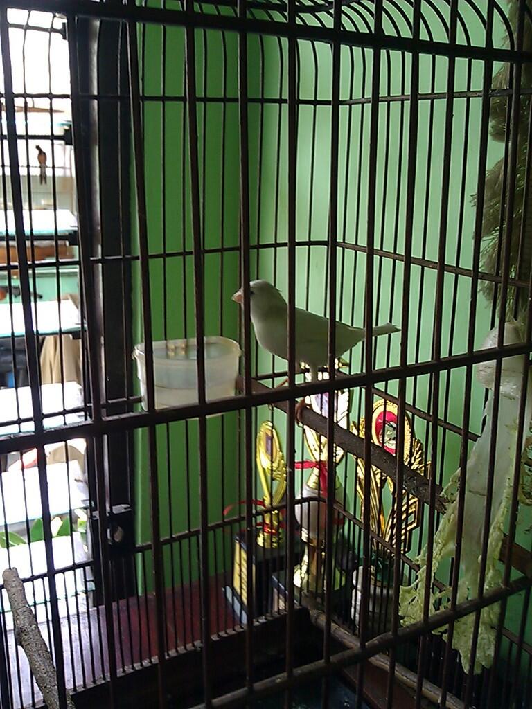 Jual: Kenari Putih Lokal GACOR body gede