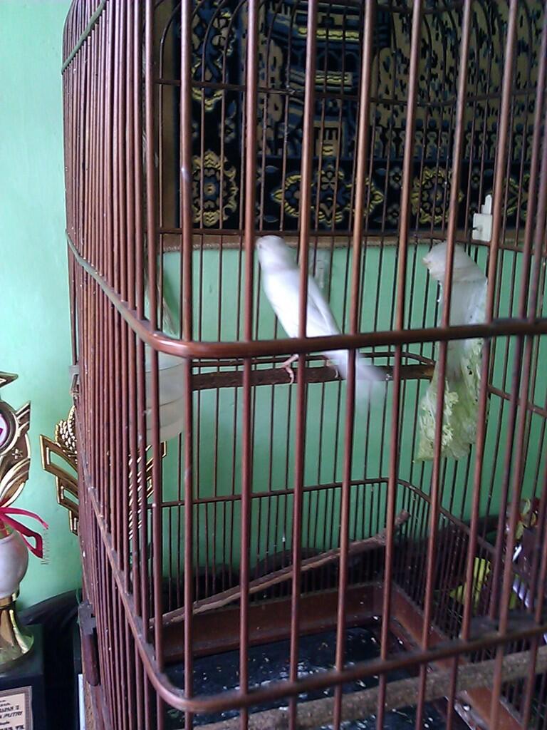Jual: Kenari Putih Lokal GACOR body gede