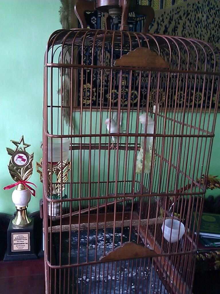 Jual: Kenari Putih Lokal GACOR body gede