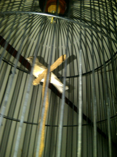 BLACKTHROUT, MOZAMBIK, LOVEBIRD, PLECI, LEDEKAN, DLL...