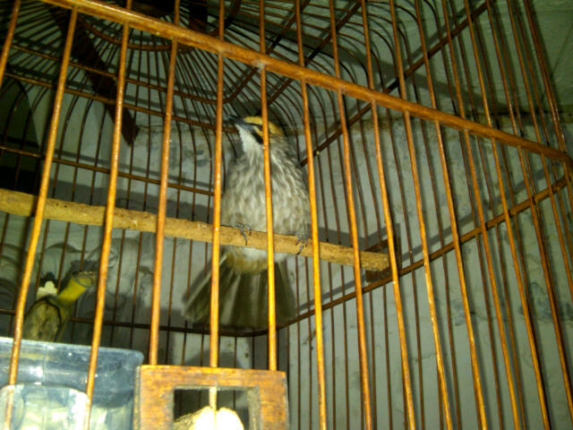 BLACKTHROUT, MOZAMBIK, LOVEBIRD, PLECI, LEDEKAN, DLL...