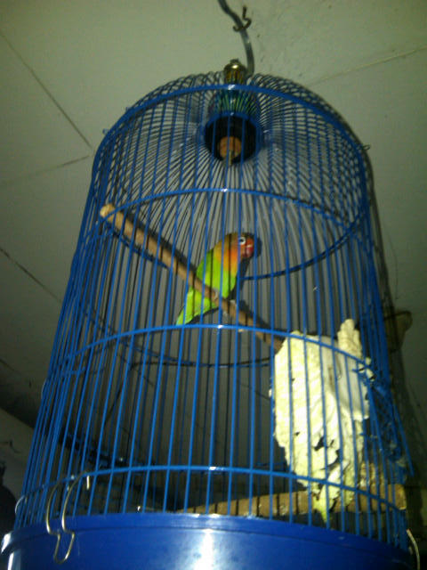 BLACKTHROUT, MOZAMBIK, LOVEBIRD, PLECI, LEDEKAN, DLL...