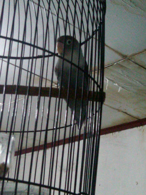 BLACKTHROUT, MOZAMBIK, LOVEBIRD, PLECI, LEDEKAN, DLL...