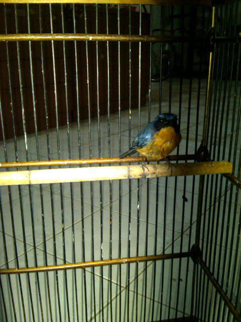 BLACKTHROUT, MOZAMBIK, LOVEBIRD, PLECI, LEDEKAN, DLL...
