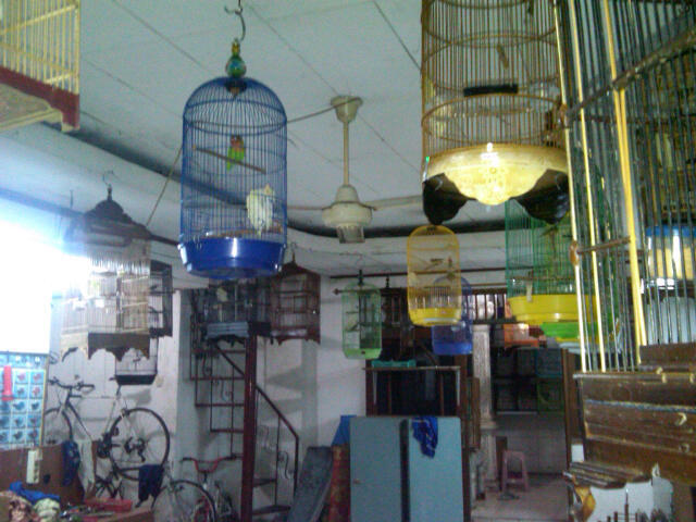 BLACKTHROUT, MOZAMBIK, LOVEBIRD, PLECI, LEDEKAN, DLL...