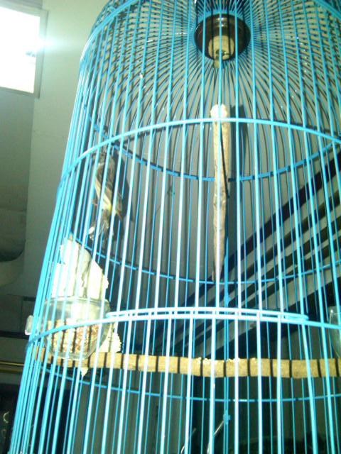 BLACKTHROUT, MOZAMBIK, LOVEBIRD, PLECI, LEDEKAN, DLL...