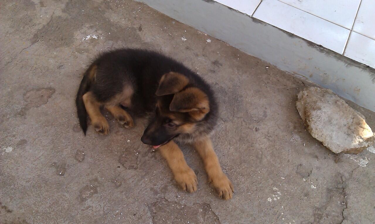 Terjual For Sale Anjing Gembala Jerman Herder Jantan Kaskus