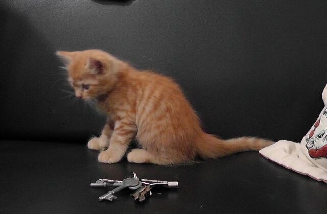 Anakan kucing anggora mirip garfield  KASKUS ARCHIVE