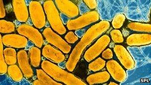 Ditemukan Salmonella ada di Ikan Asap Belanda