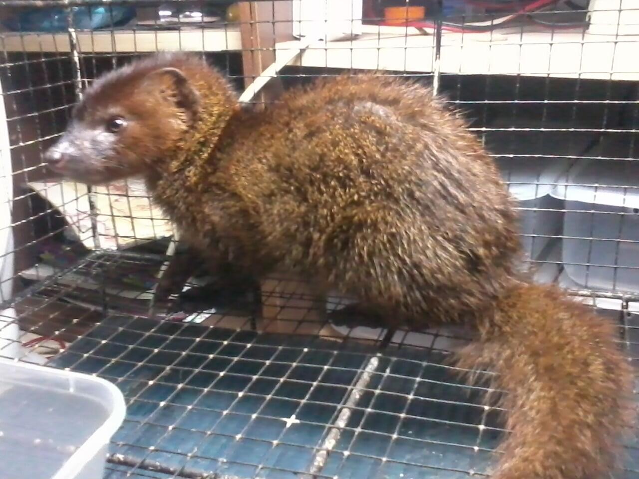  Gambar  Homebase Puri Kembangan Mengenal Musang  Marten 