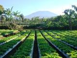 (JUAL) KEBUN sayuran di CISARUA dan sarana penunjangnya