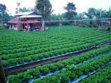 (JUAL) KEBUN sayuran di CISARUA dan sarana penunjangnya