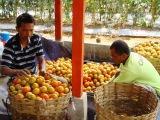 (JUAL) KEBUN sayuran di CISARUA dan sarana penunjangnya