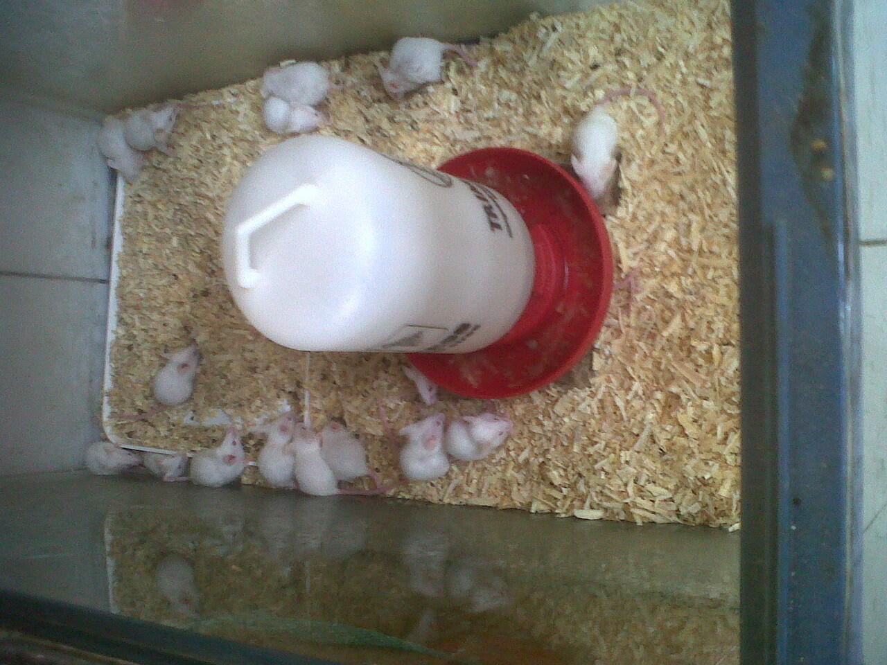 Jual Tikus Putih Harga Mulai 2000 - 3000 aja
