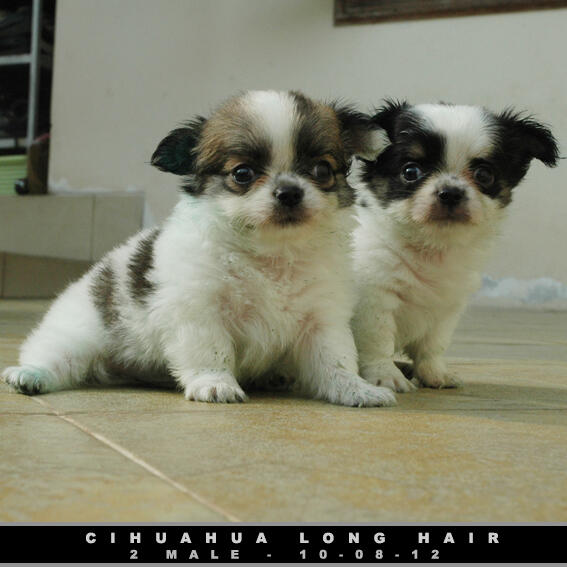 2 jantan chihuahua LONG Hair...STB+VAKSIN