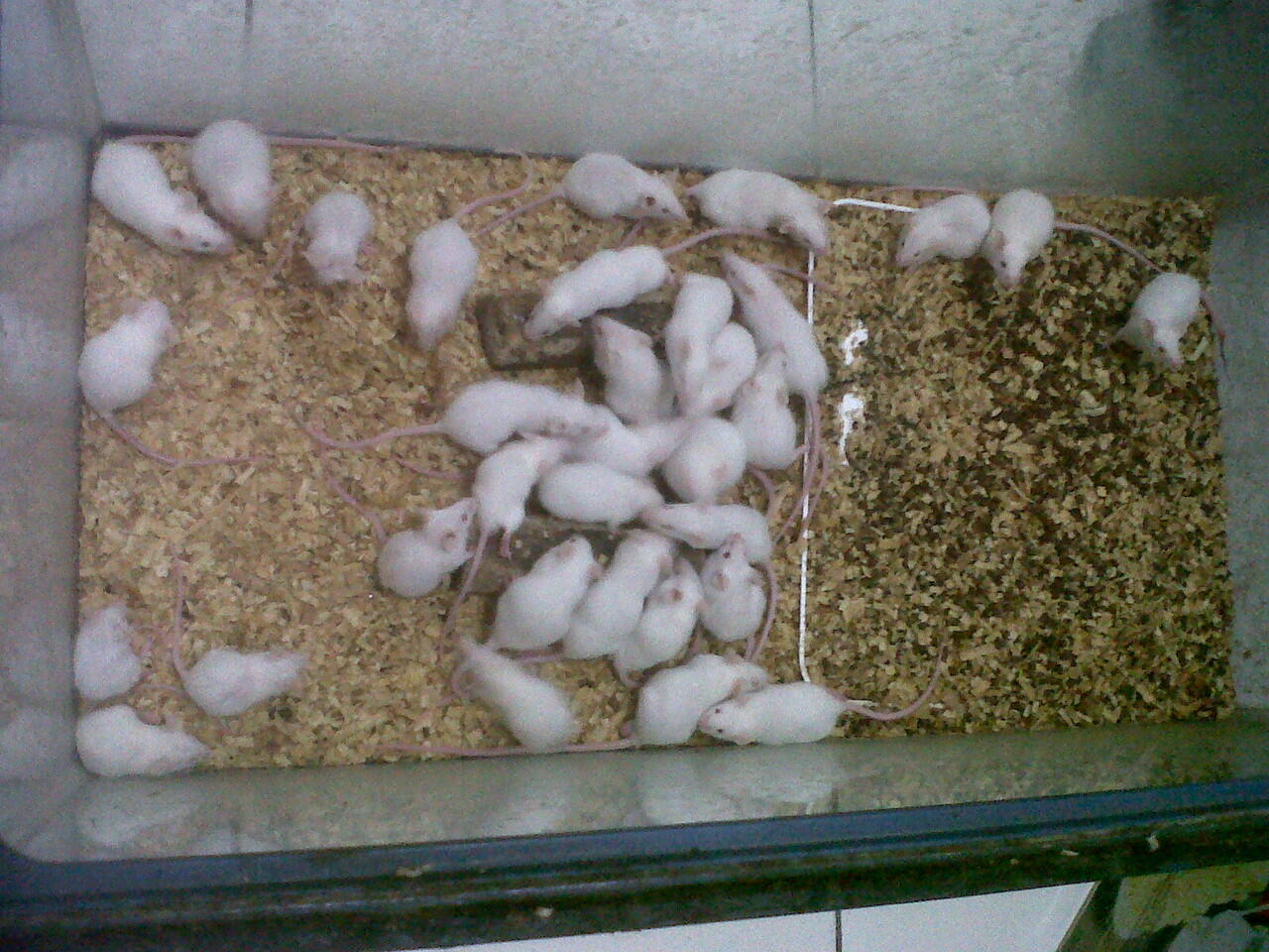 Jual Tikus Putih Harga Mulai 2000 - 3000 aja