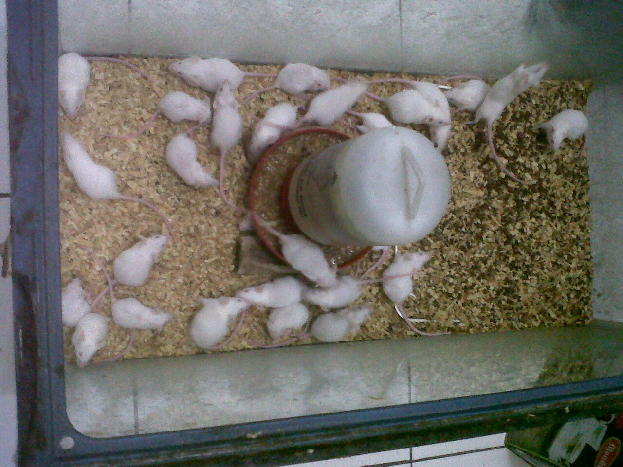 Jual Tikus Putih Harga Mulai 2000 - 3000 aja