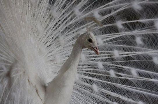 JENIS-JENIS BURUNG MERAK