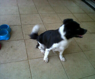 Hibah Anjing Wilayah Jakarta